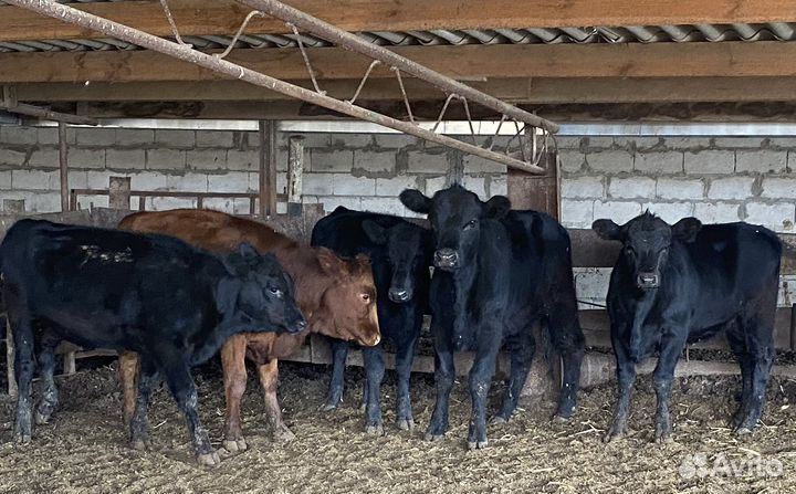 Продаются телки