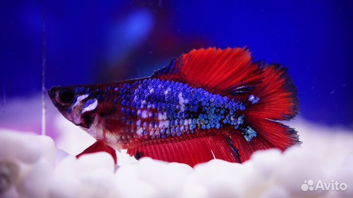 Рыбка петушок самки