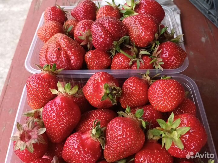 Кассетная рассада клубники лучших сортов