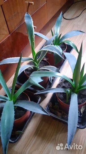 Агава голубая и американская