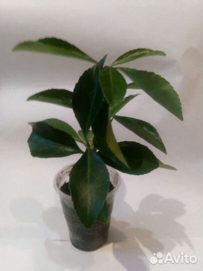 Бересклет японский