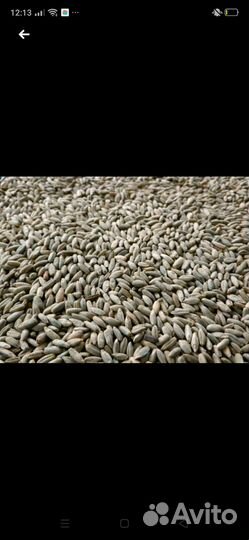 Рожь озимая