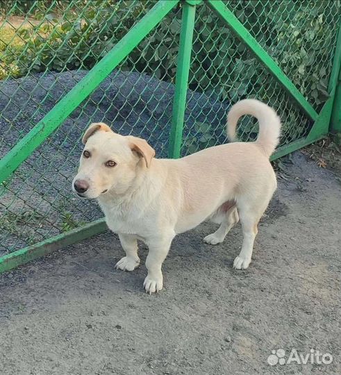 Собака в добрые руки