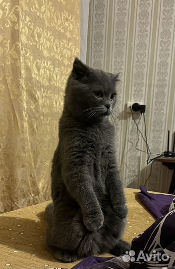 Домашние животные