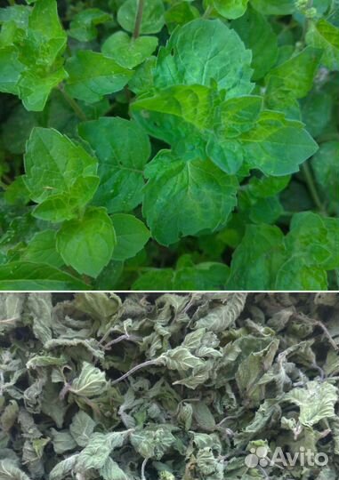 Травы сушёные. Доставка