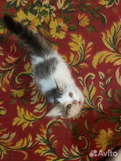 Красивые котята