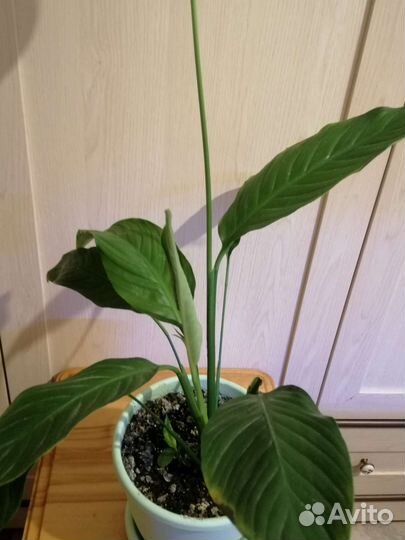 Спатифиллум Верди (Женское счастье) 70 см