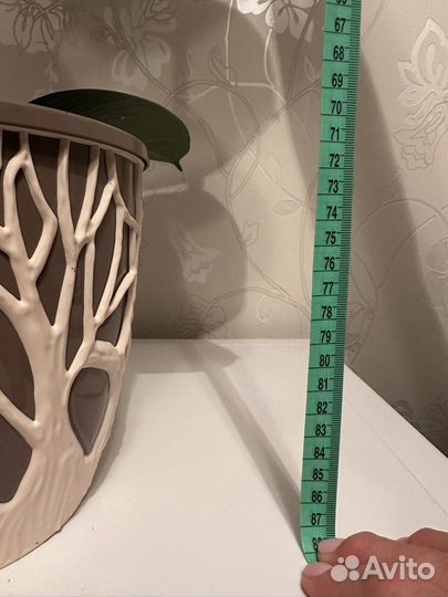 Фикус каучуконосный 70 см длина