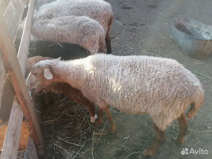 Овцы с ягнятами