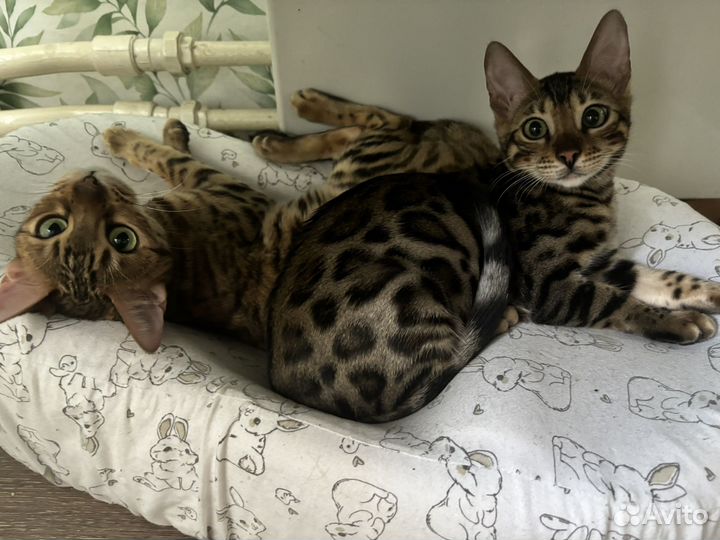 Бенгальский котенок