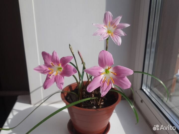 Зефирантес розовый, выскочка