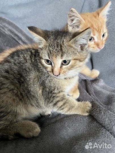 Котята в добрые