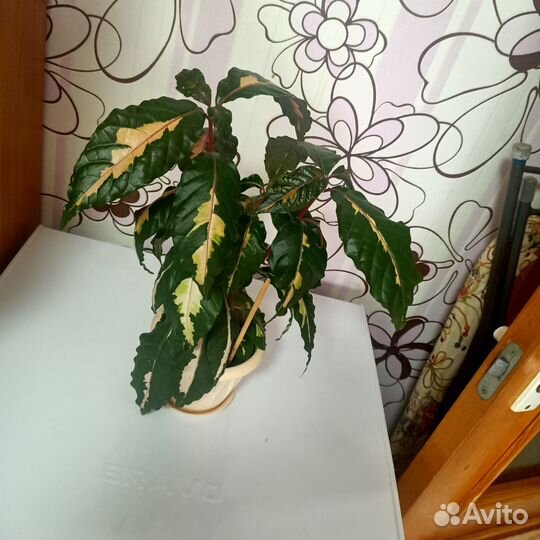 Комнатные цветы