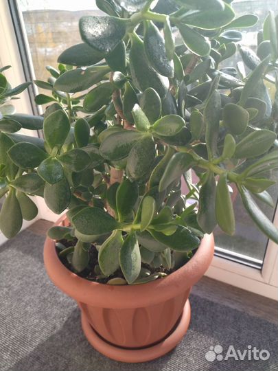 Красула, толстянка, дерево денег