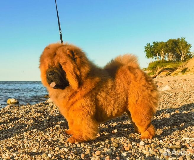 Чау-чау щенки