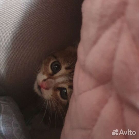 Кошка в дар