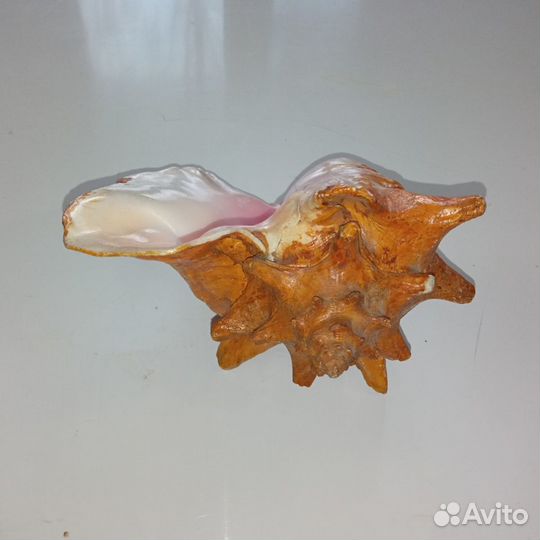 Ракушка морская большая