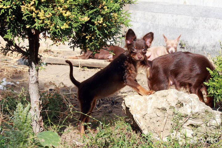 Крутая девочка