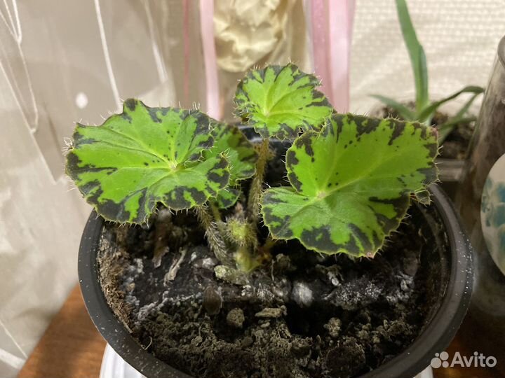 Бегония Бауэра тигровая