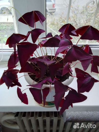 Кислица оксалис