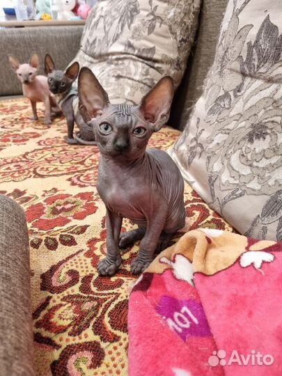 Канадский сфинкс