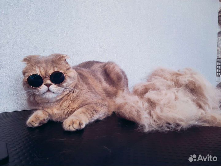 Стрижка собак и кошек. Груминг
