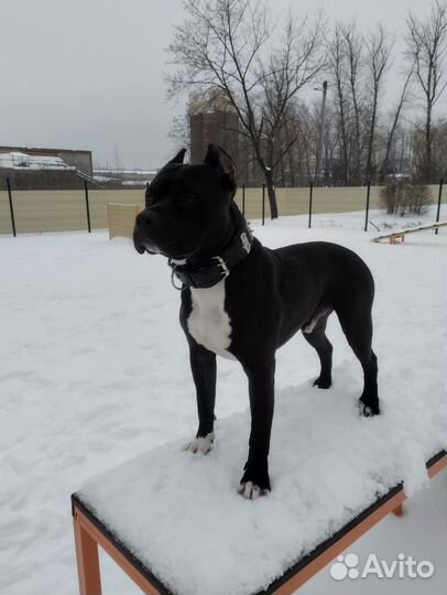 Амстафф вязка бесплатно