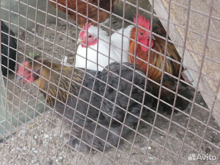 Молодые петухи