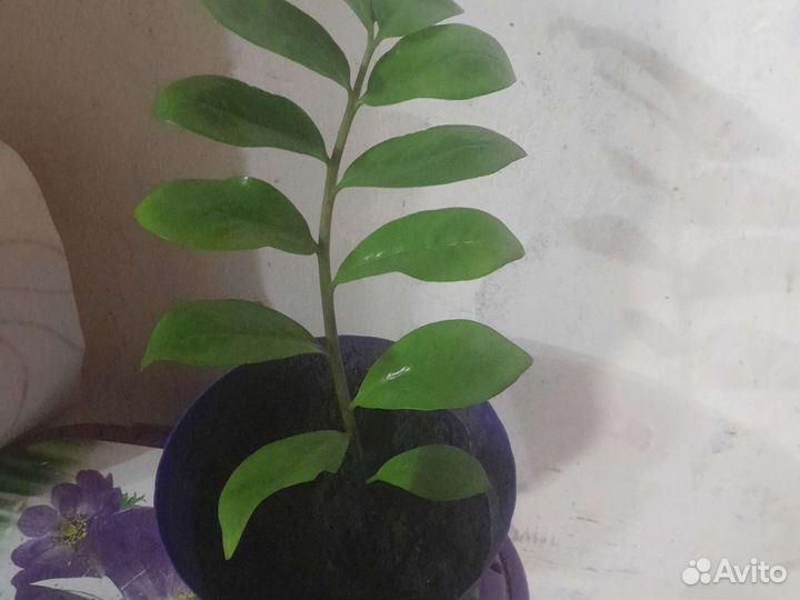 Замиокулькас