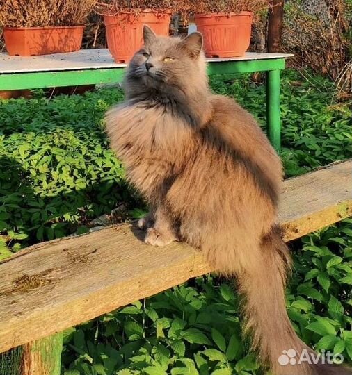 Кошка метис сибирской