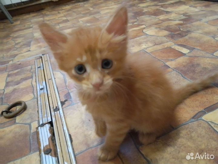 Кошка бесплатно