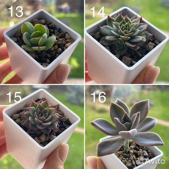 Суккуленты