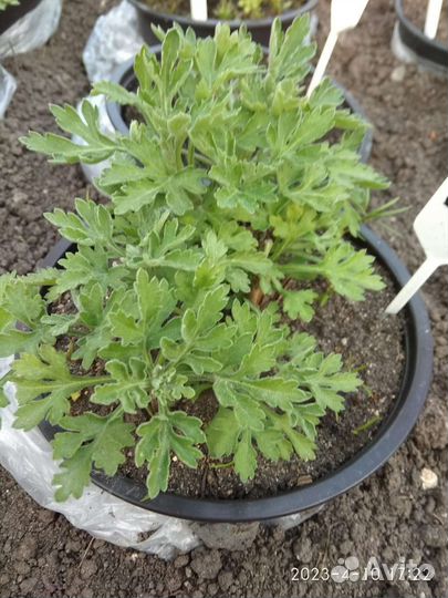 Хризантема