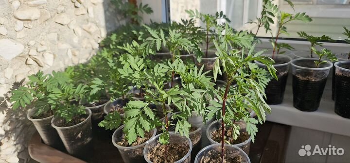 Рассада бархатцы