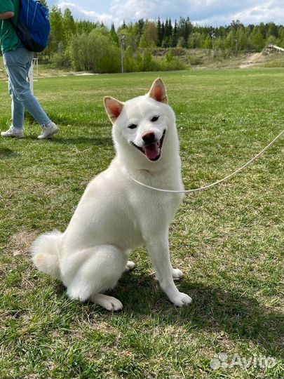 Вязка сиба ину