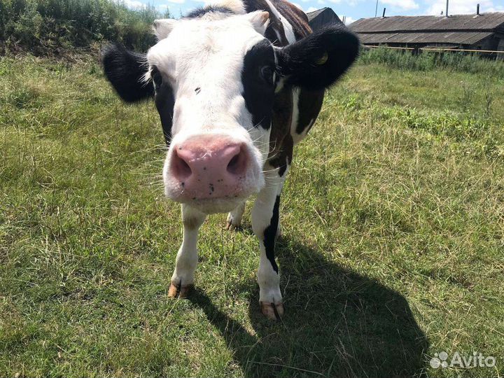 Бычки и телята