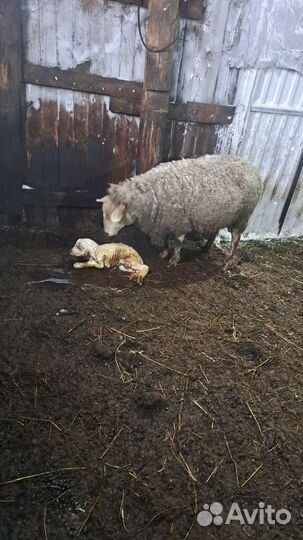 Бараны тексель