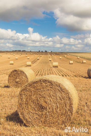 Солома в тюках
