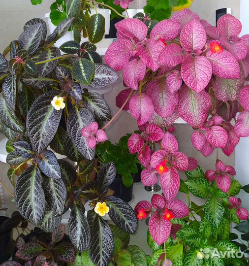 Эписции сортовые