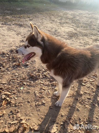 Сибирский хаски