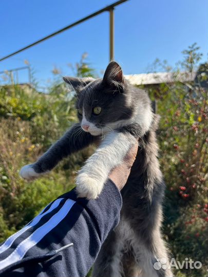 Котёнок 5 мес., серо - беленькая, полупушистая