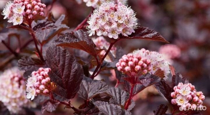 Пузыреплодник зелёный, пурпурный, жёлтый