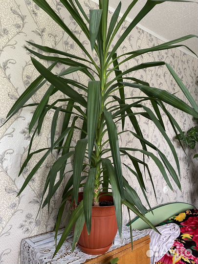 Комнатные цветы