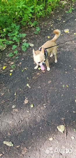 Собака чихуахуа, жених, вязка