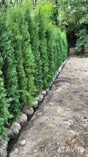 Туя Смарагд 220 см