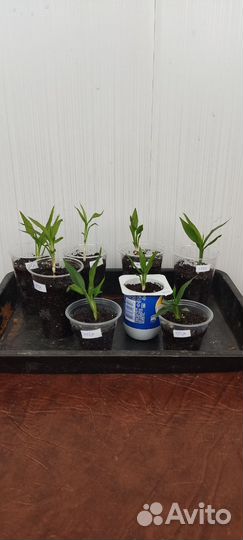 Драцена маргината