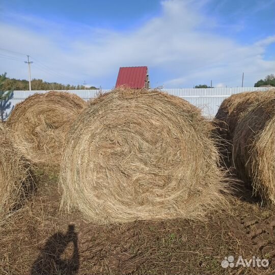 Сено в рулонах и тюках с доставкой