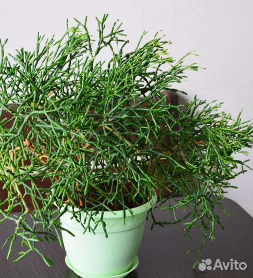 Цветы комнатные