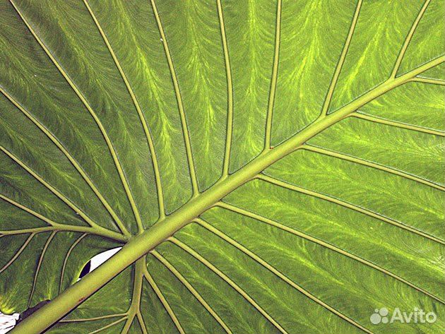 Алоказии разные сорта