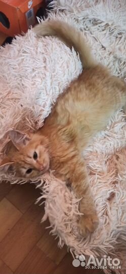 Отдам в добрые руки